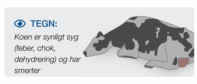 Stage 3 Mastitis in cows Visibly sick cow suffering from mastitis fever, dehydration and pain